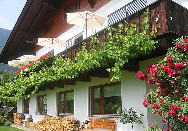 Weinrebe, Kletterrose