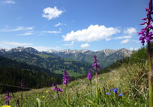 Allgäu Frühling