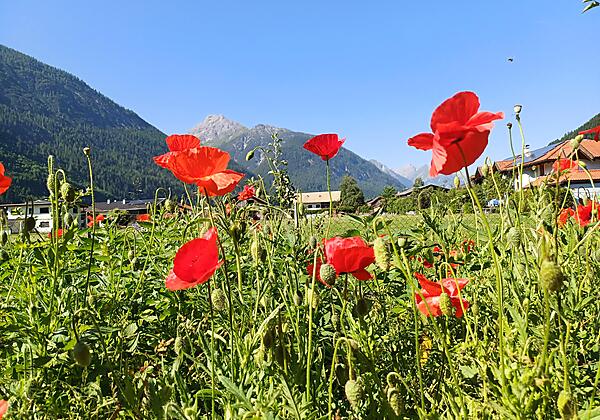 Impressionen Garten Haus Kohler