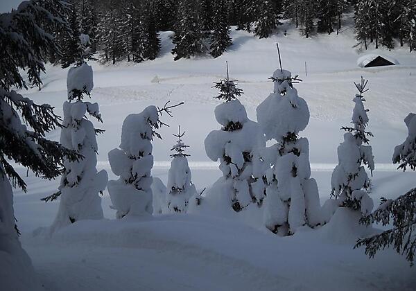 Bild von Loipe Tannwiese