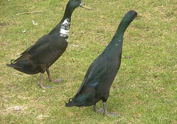 Hausebengut, Bad Gastein