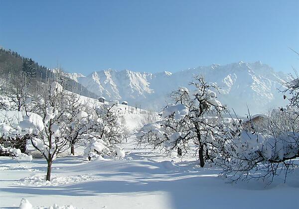 unser Obstgarten im Winter