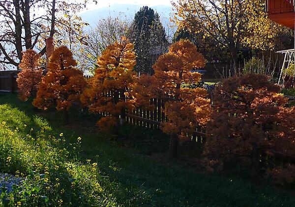 Herbst im Garten