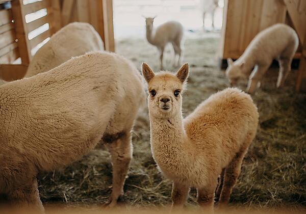 Alpaka Hotel Alte Post