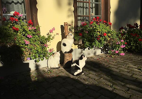 4C0B1C6F-4848-4C0B-B8A9-0B548FB7488A