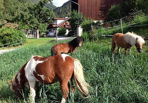 Elvis, Billy, und Niki haben s`gut am Kassnhof