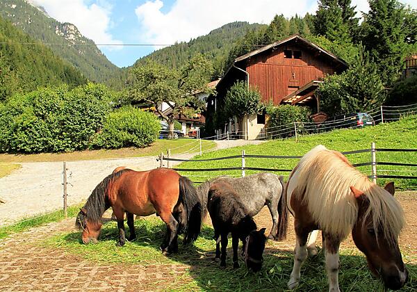 Ponys im Sommer