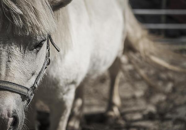 Kinderbauernhof Scharrerhof