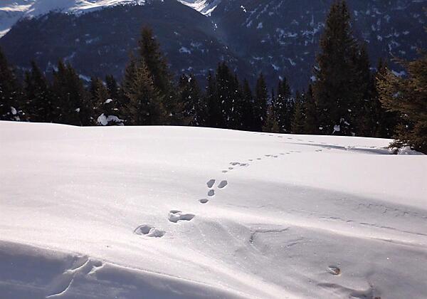 Spuren im Schnee