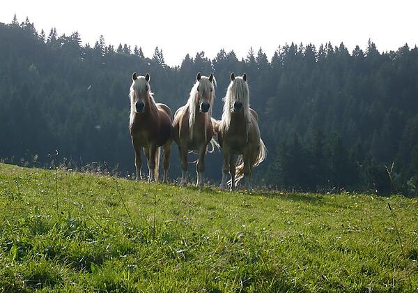 Pferde des Landhauses
