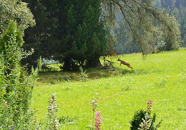 Unser Reh Kauli ist zu Besuch