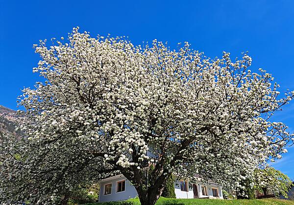 Blütenpracht in unserer Streuobstwiese