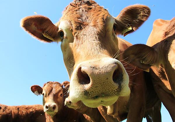 Mutterkuhhaltung Limousin Leindlhof