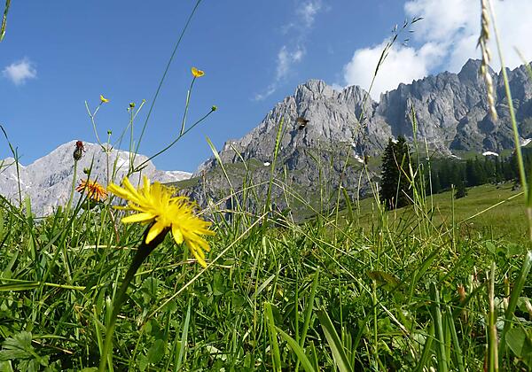 blumen-hochkoenig-landschaft