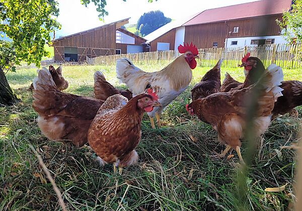 Freilauf unserer Hühner