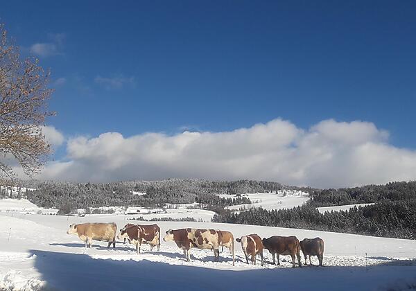 WinterKühe