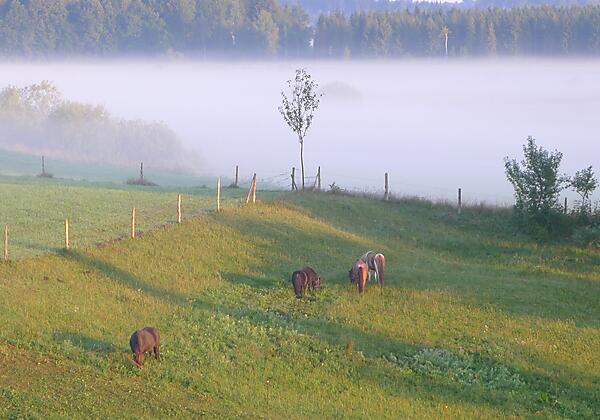 Ponys auf der Weide