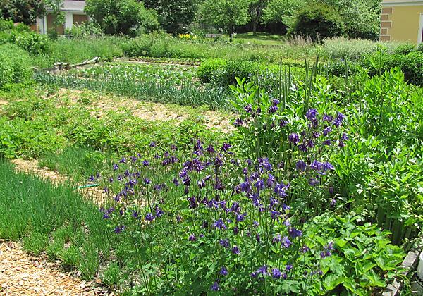 Örglwirts Gemüsegarten