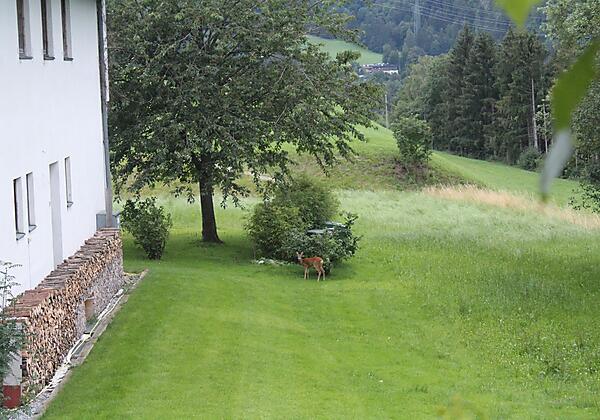 Reh im Garten