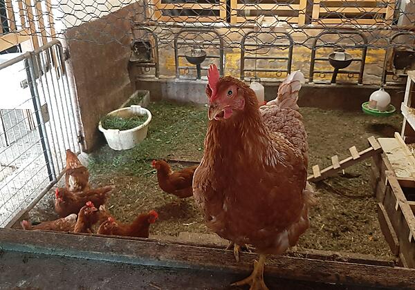 Unsere glücklichen Hühner