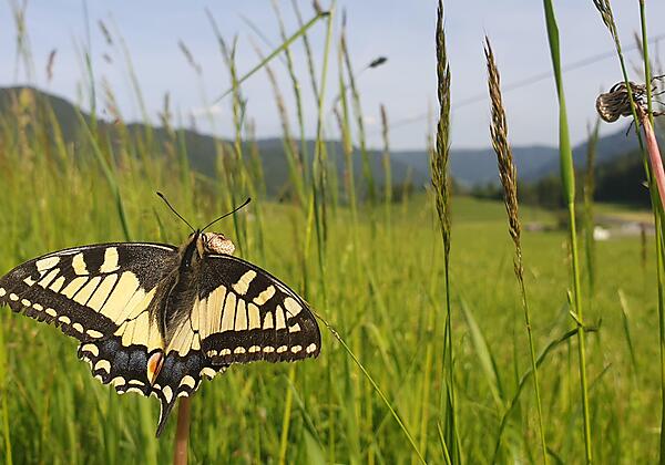 Morhof_Schmetterling_Robitschko