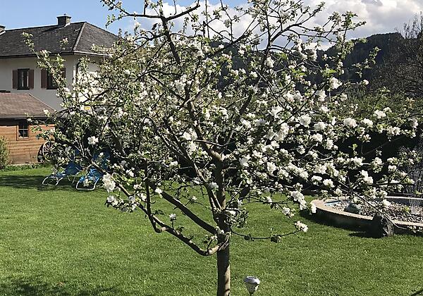 Frühling im Garten
