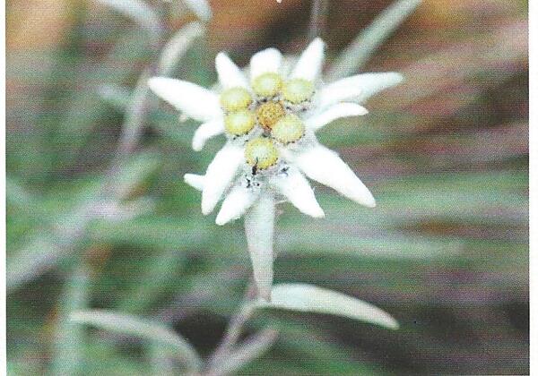 Das Edelweiß Bräuche und Traditionen