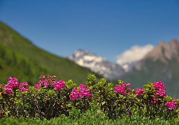 almrosen-sommer23-c-anna-ladstaetter 2