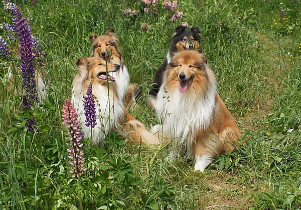 Die-Colliefamilie