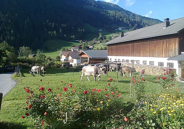 Der  Auslauf unserer Kühe