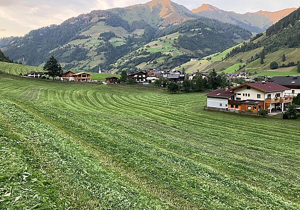 Frisch gemähte Wiese