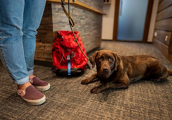 Urlaub mit Hund in Kärnten