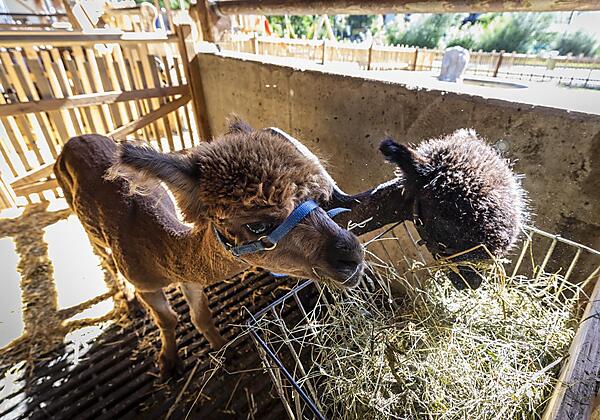 Alpaka Bruno und Bär