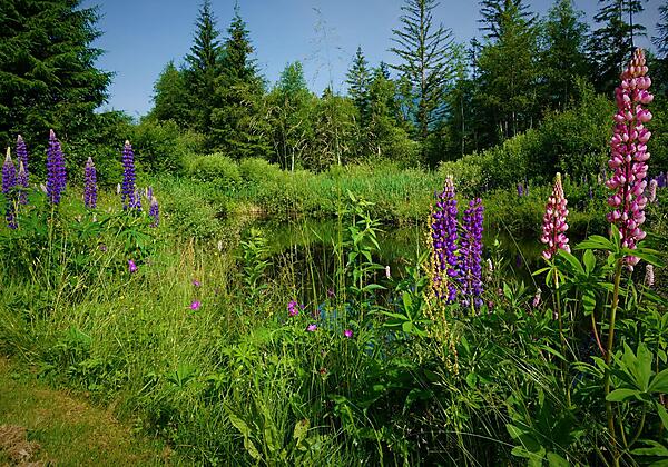 Lupinien Teich - verkleinert für deskline