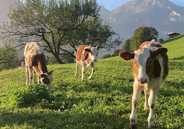 Kühe vom Zillerbruggerhof