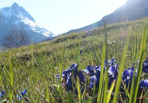 Galtür_enzian_frühling_zimalis.mattle.at